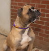 Bentley - Photo 2
