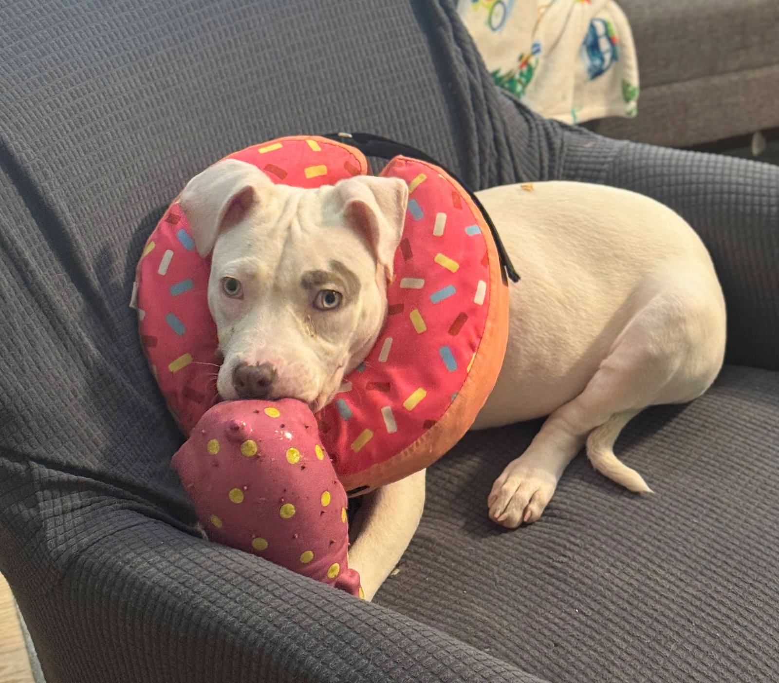 Rosie Image