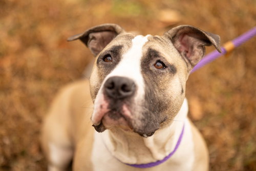 picture of the dog needing adoption