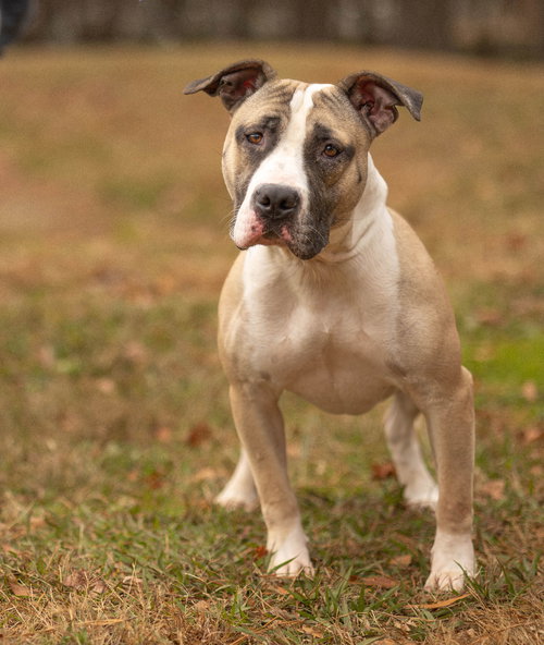 GEORGE - Unknown available for adoption