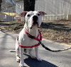 Rocco - Photo 2