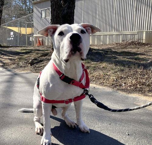 picture of the dog needing adoption