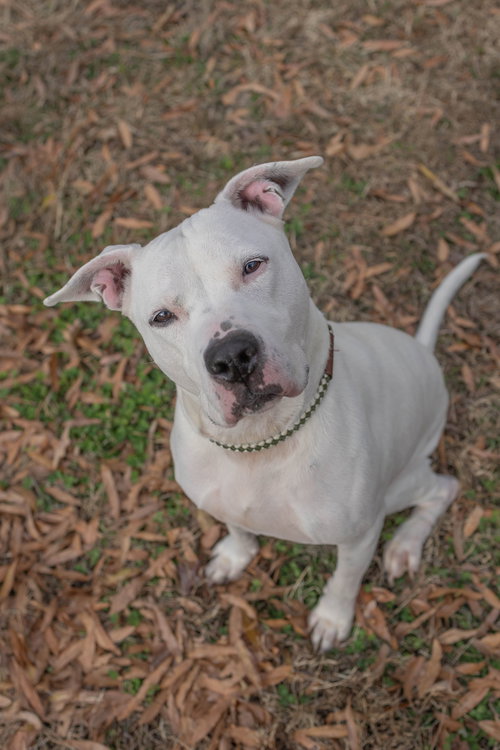 ROCCO - Unknown available for adoption