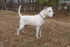 Rocco - Photo 5