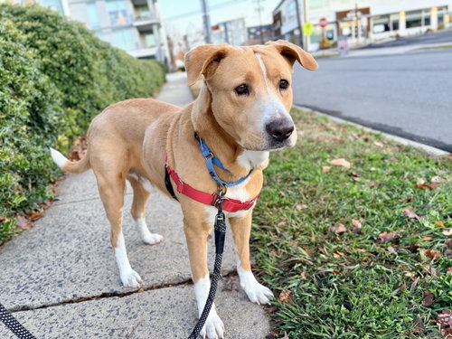 PAPA BEAR - Unknown available for adoption