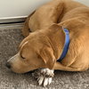 Papa Bear - Photo 3