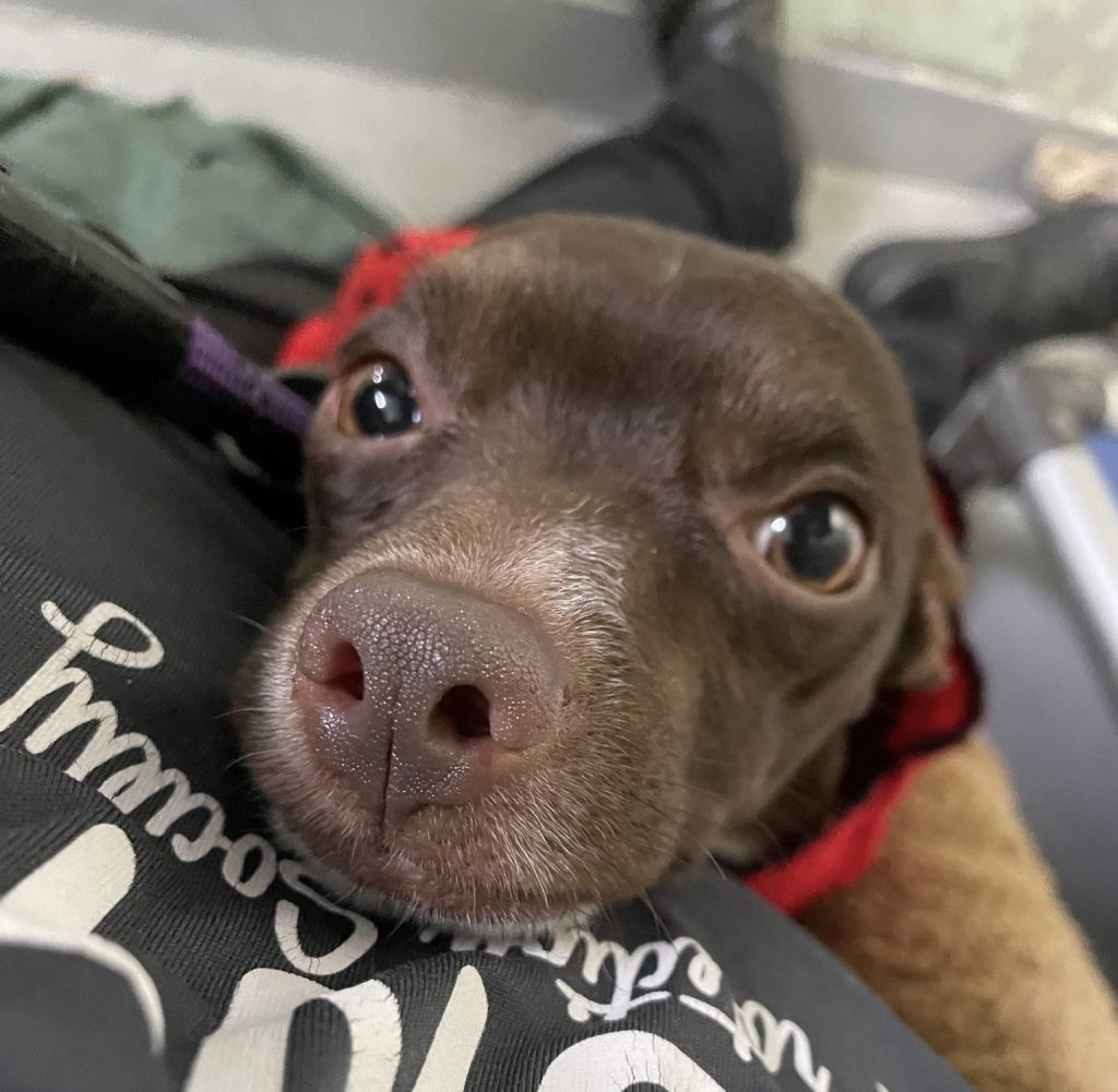 Truffle Image