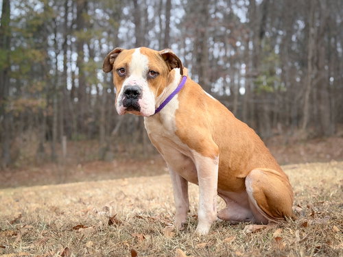 picture of the dog needing adoption