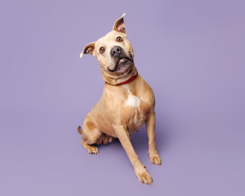 picture of the dog needing adoption