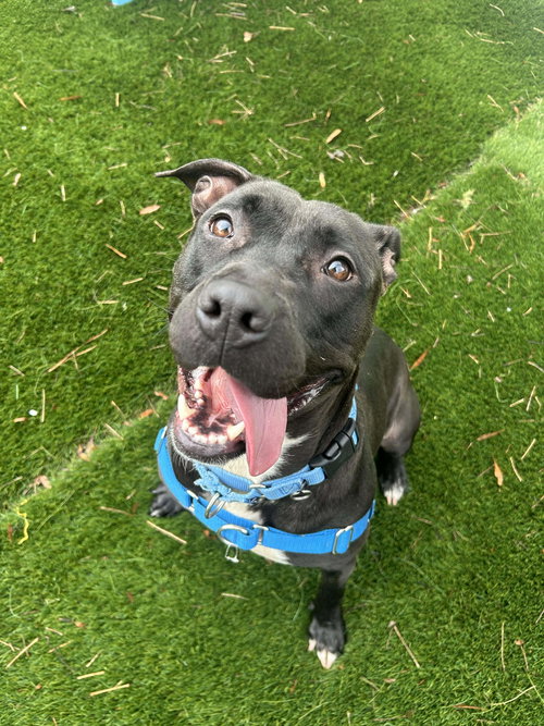 picture of the dog needing adoption