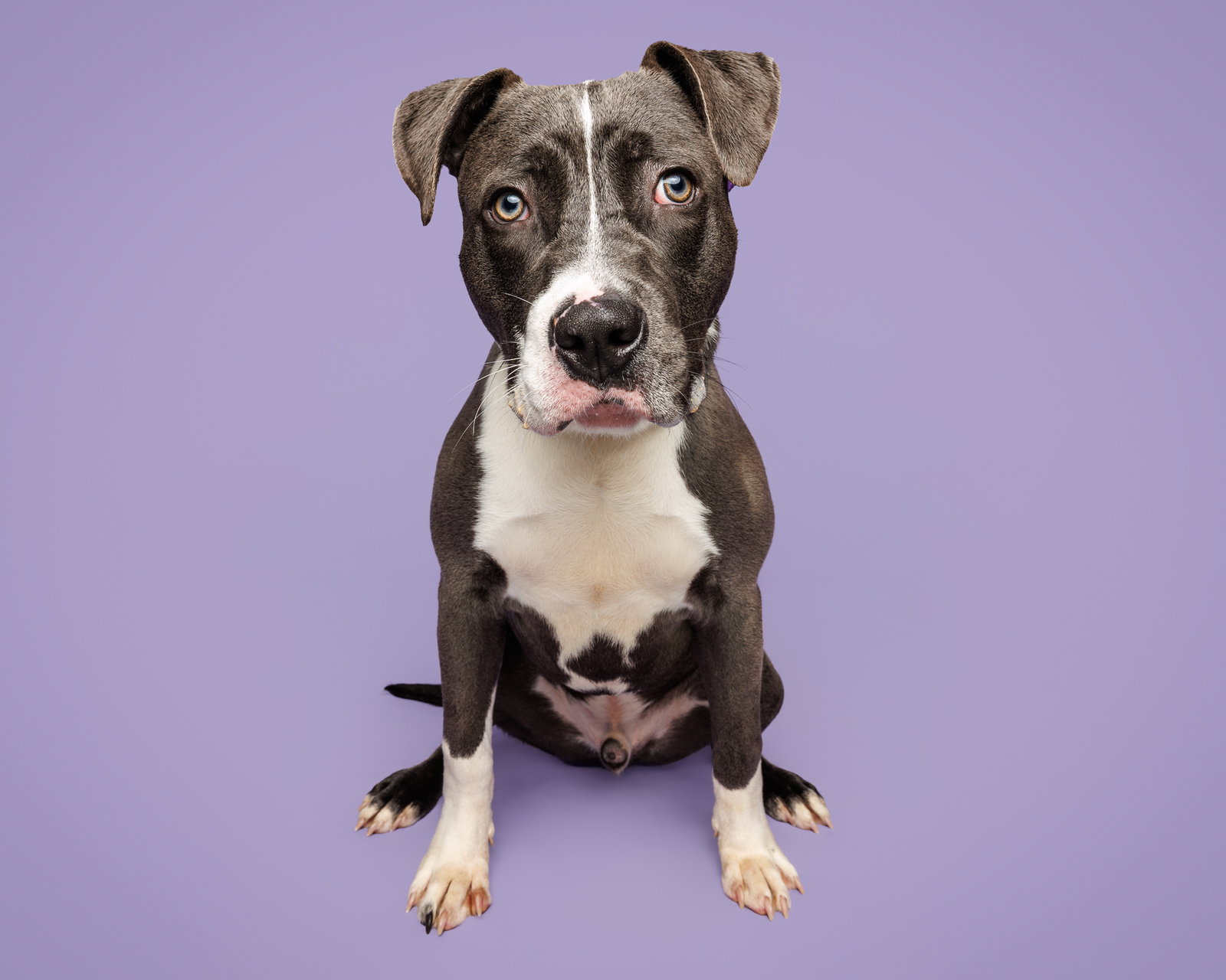 Oliver Image