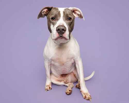 picture of the dog needing adoption