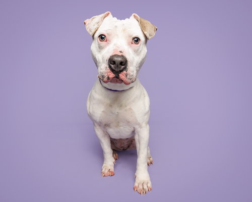 picture of the dog needing adoption