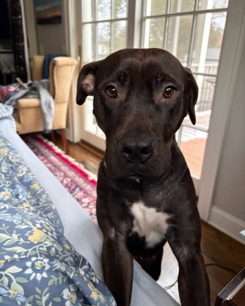 Roux