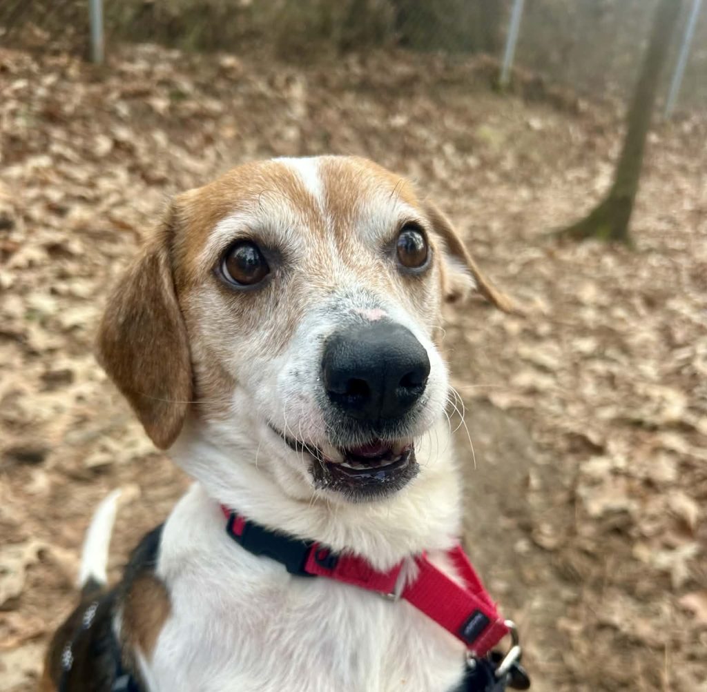 Charlie Image