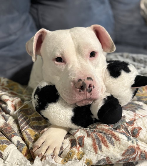 picture of the dog needing adoption