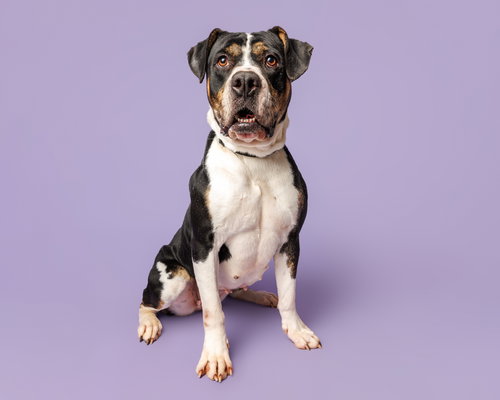 picture of the dog needing adoption