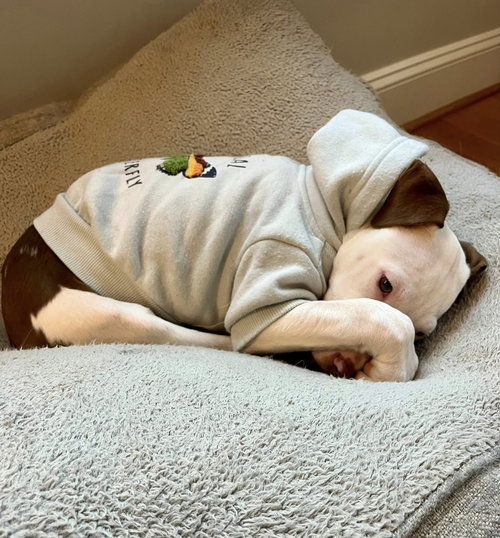 picture of the dog needing adoption