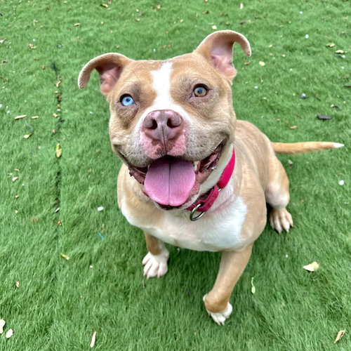 picture of the dog needing adoption