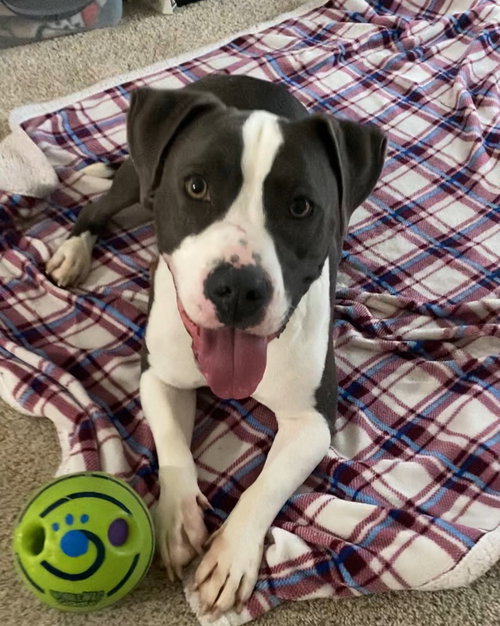 picture of the dog needing adoption