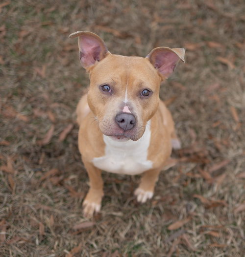 picture of the dog needing adoption