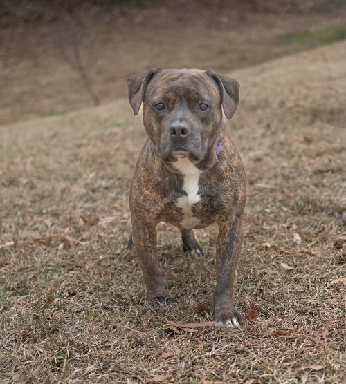 picture of the dog needing adoption