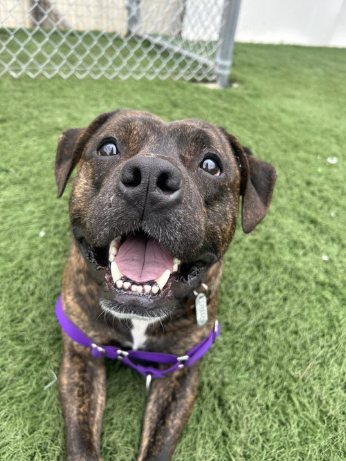 Eddie, an adoptable Unknown breed in Durham, NC