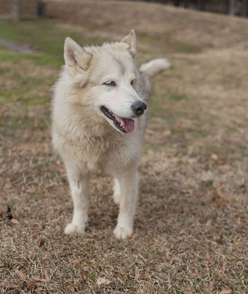 picture of the dog needing adoption