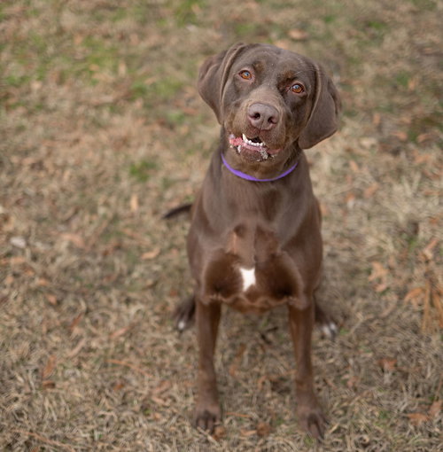 picture of the dog needing adoption