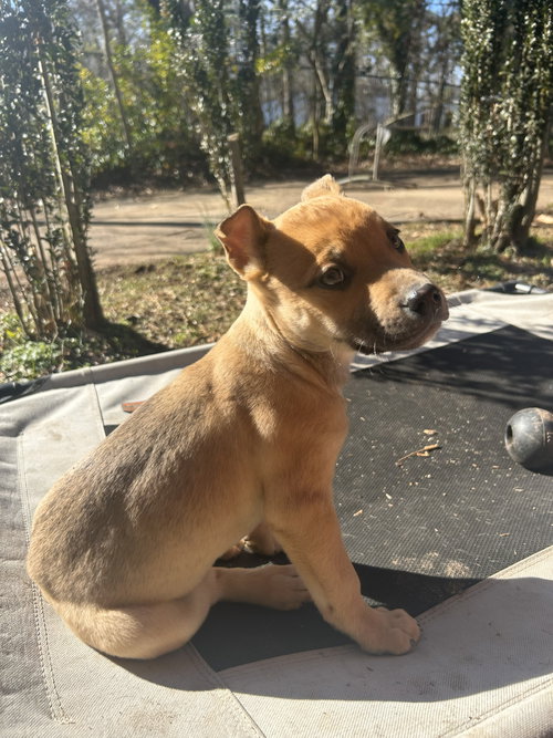 picture of the dog needing adoption