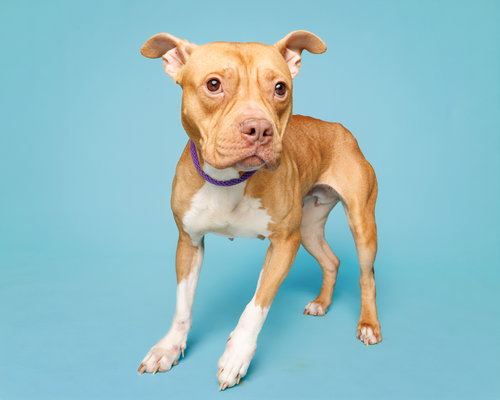 picture of the dog needing adoption