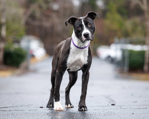 picture of the dog needing adoption