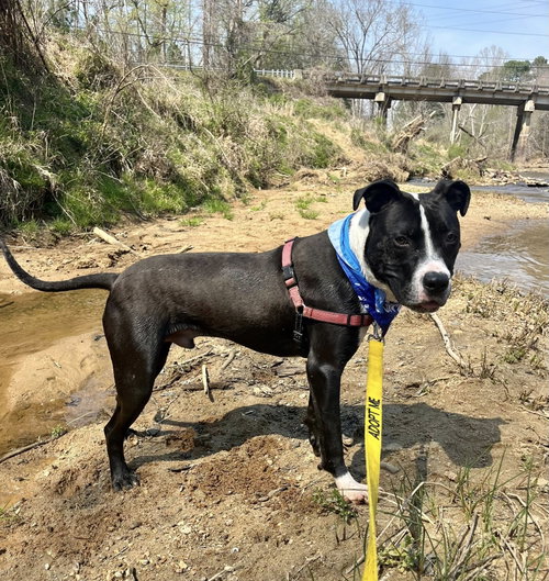 Foosball, an adoptable Unknown breed in Durham, NC