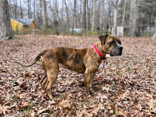 picture of the dog needing adoption