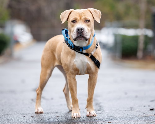 picture of the dog needing adoption