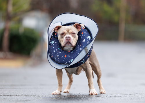 picture of the dog needing adoption