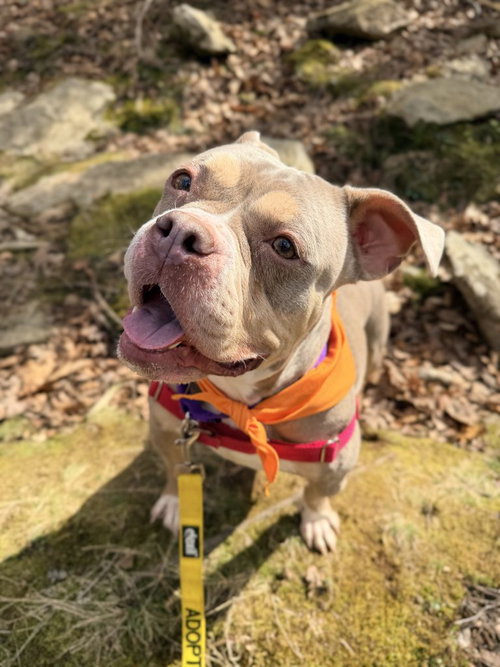Miss Tilly, an adoptable Unknown breed in Durham, NC