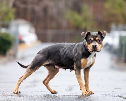 picture of the dog needing adoption