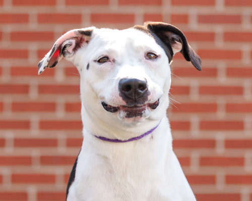 picture of the dog needing adoption