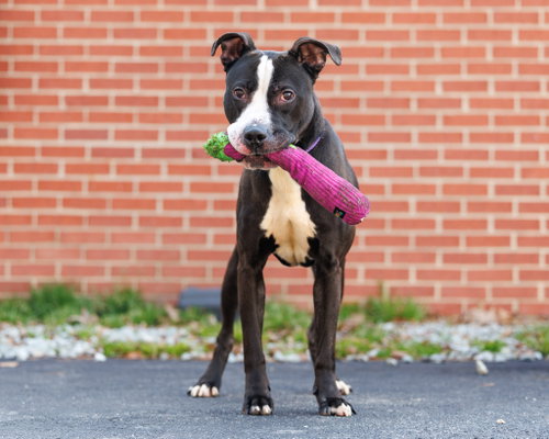 picture of the dog needing adoption