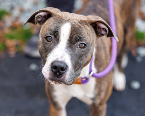 picture of the dog needing adoption