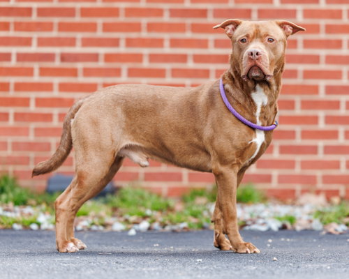 picture of the dog needing adoption