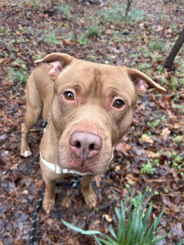 Muddy Buddy