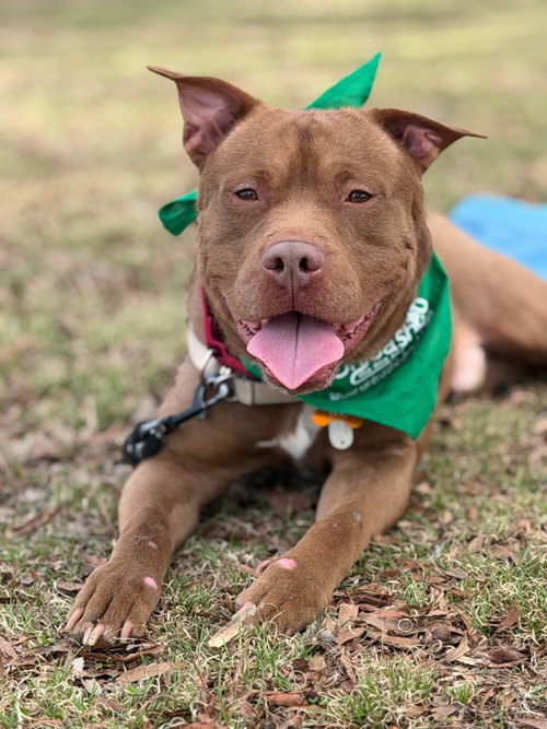 Teddy, an adoptable Unknown breed in Durham, NC