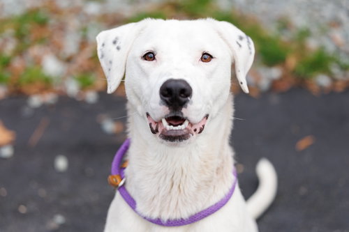 picture of the dog needing adoption