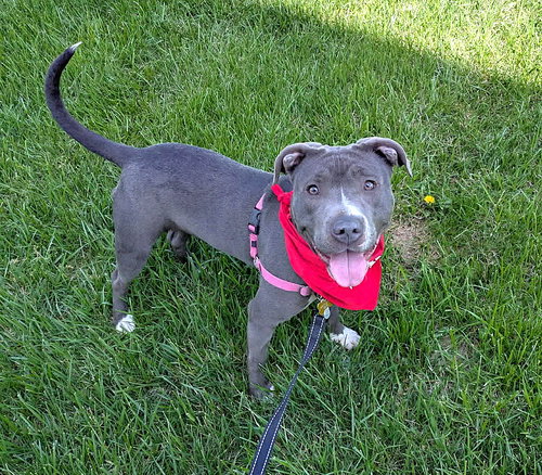 Nelly, an adoptable Unknown breed in Durham, NC