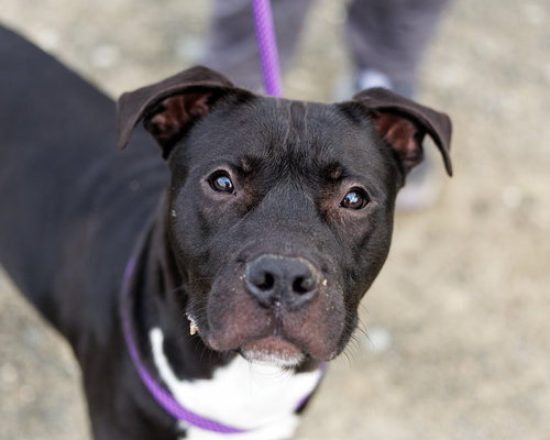Dion, an adoptable Unknown breed in Durham, NC