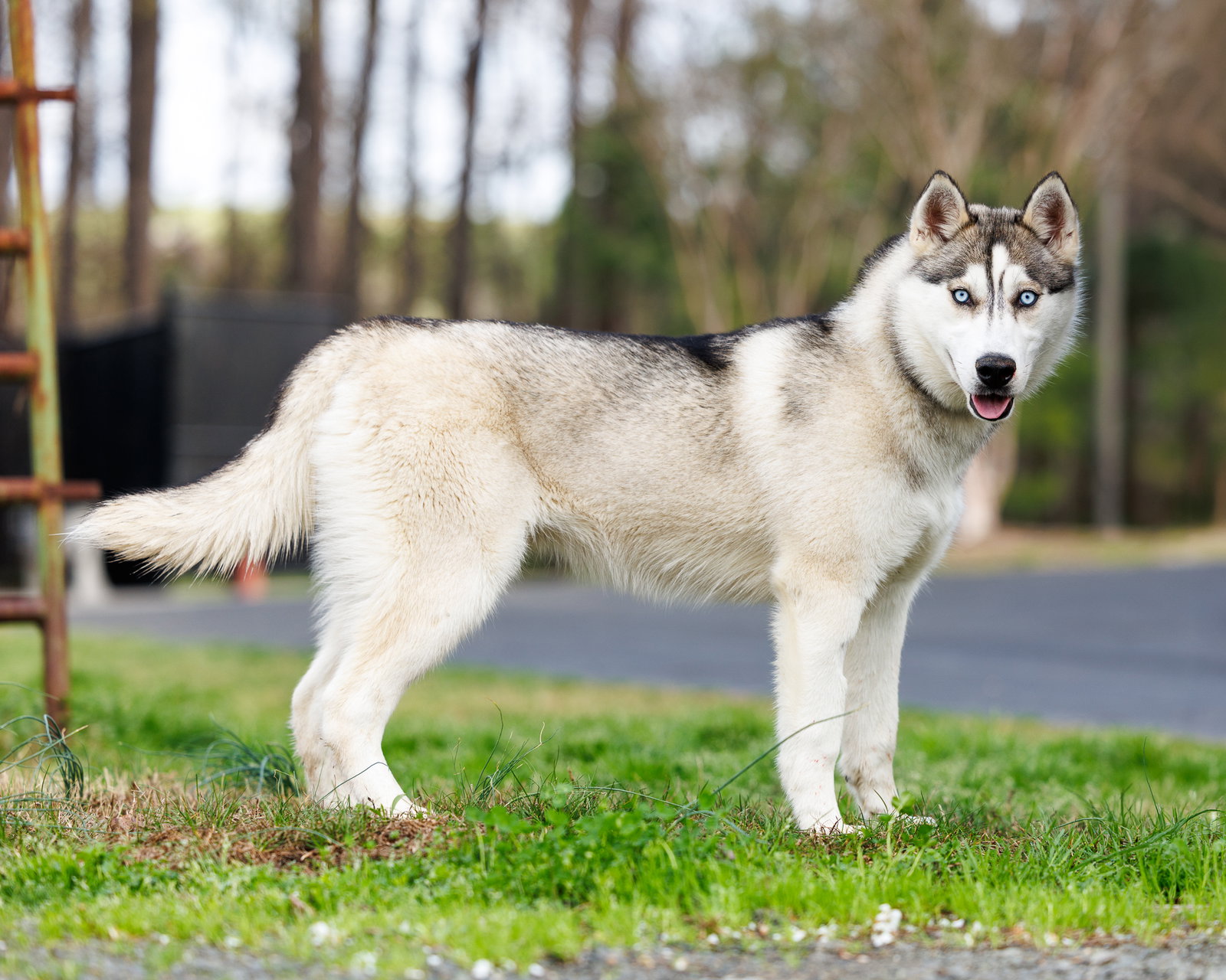 Sitka Image