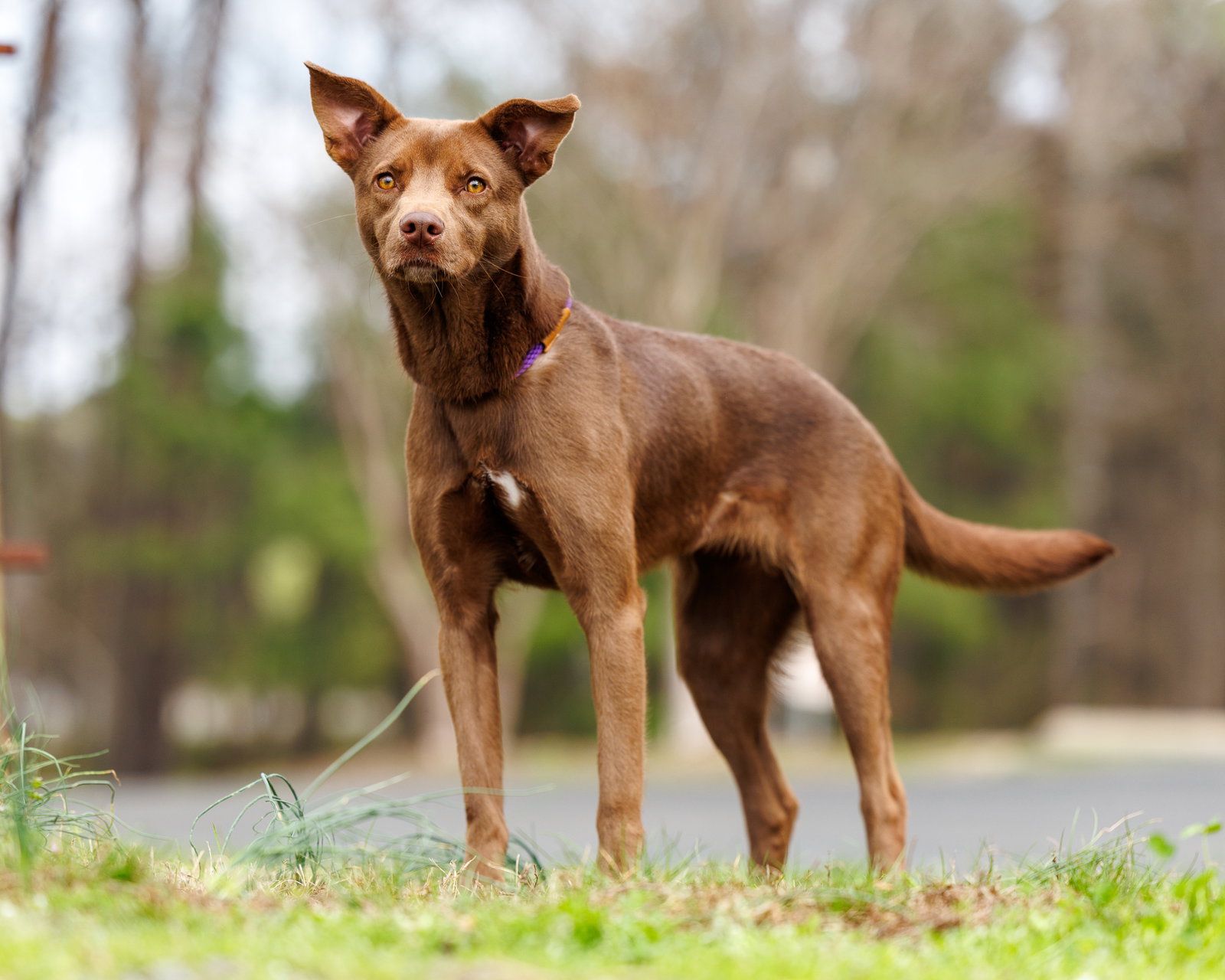 Canela