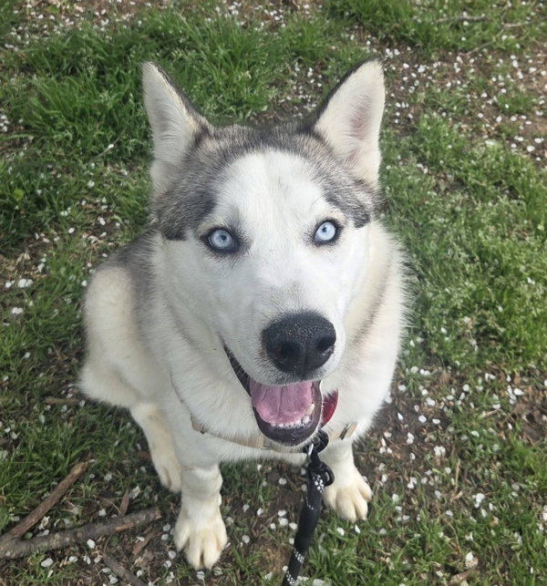 Denali